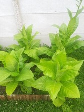 1000 graines Tabac " Golden