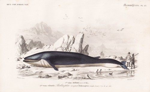 Balaenoptera rorqual baleine - rorqual,