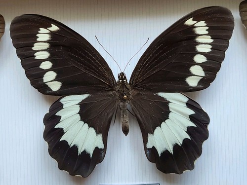 Papilio weymeri male - ,