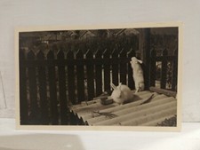 Lapins D'Angora Photo Eternit