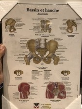 Planche Anatomie Bassin Et