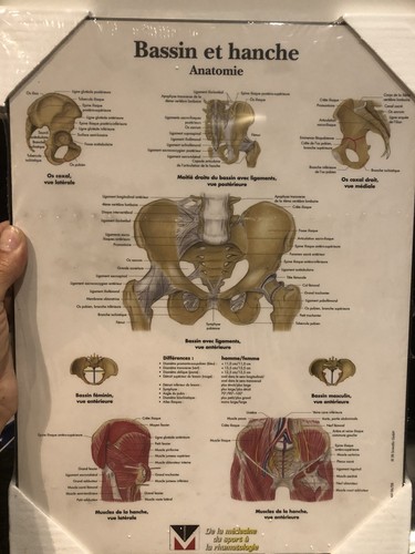 Planche anatomie bassin - anatomie, et