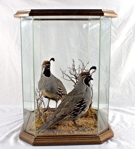 Gamble quail taxidermy pair - quail,