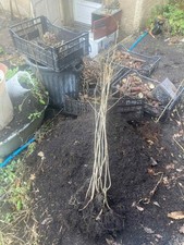 Diospyros lotus, 5 a 20