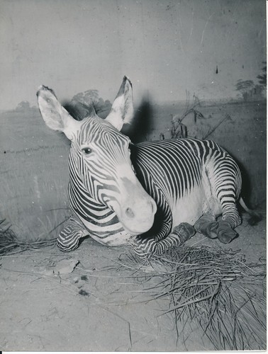 Taxidermie 1950 photo - 1950,