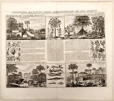 Gravure ancienne PLANTES, ARBRES ET ANIMAUX DES ANTILLES  Atlas Gueudeville 