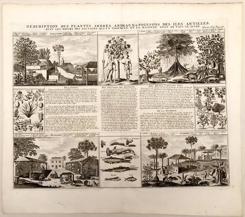 Gravure ancienne plantes - ancienne,