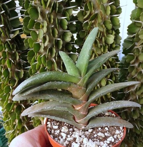 Gasteria rawlinsonii cactus - gasteria,