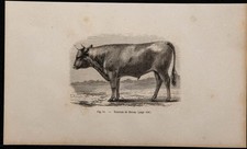 1860 taureau devon - 1860, de