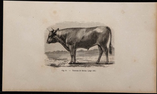 1860 taureau devon - 1860,