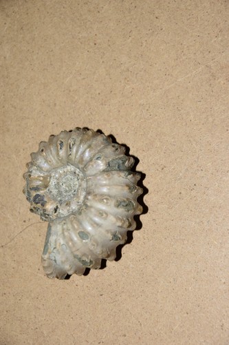 Ammonite douvilleiceras - ammonite,