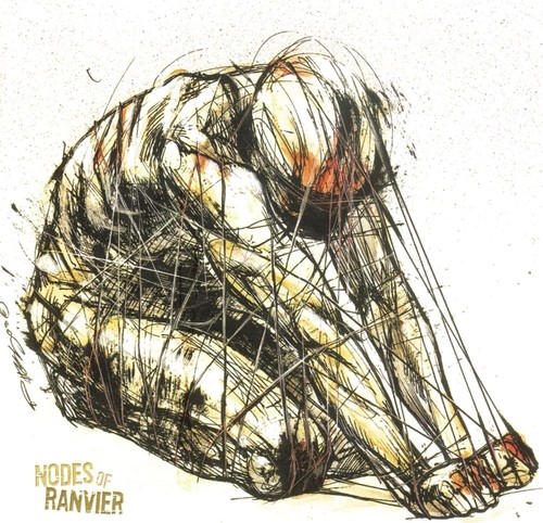 Nodes ranvier - ranvier, of