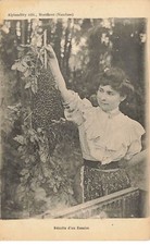 MONTFAVET  - Abeille - Récolte d'un Essaim