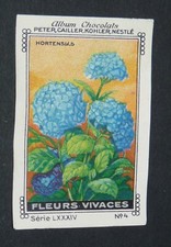 CHROMO PETER CAILLER KOHLER