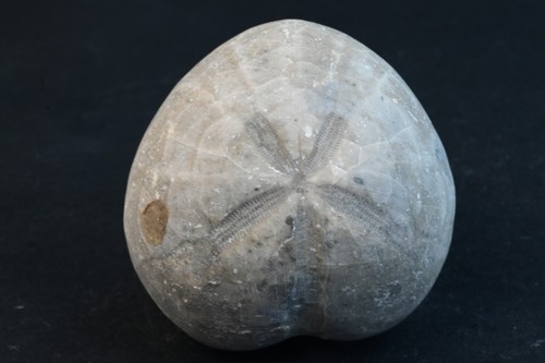 Oursin fossile hemiaster - fossile,