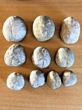 Nucleolites scutatus 10 Fossiles d'oursin Origine France Gard