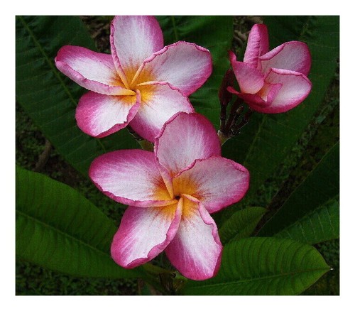 Bouture plumeria kazoo - 1,