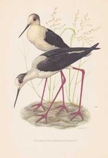 Échasse Blanche Himantopus