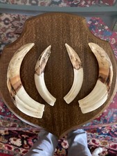 Paire de dents défenses de