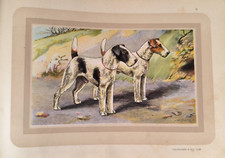 Chasse, Fox-Terrier à poil