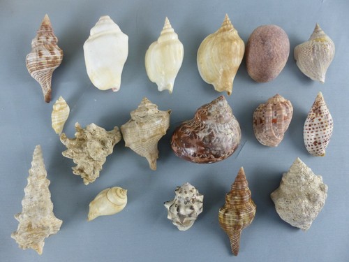 Lot coquillage divers - 17,