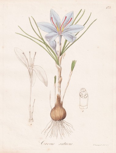 Crocus sativus safran saffran - sativus,