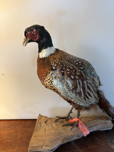 Taxidermy pheasant stuffed - pheasant,