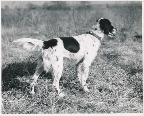 Setter anglais 1950 chien - setter, c.