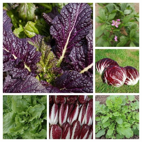Mélange exotique graines - exotique, de