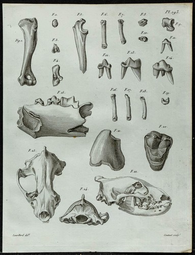 1836 crânes et dents - -,