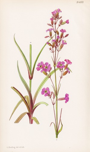 Viscaria atropurperea bulgarie - viscaria,