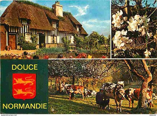 Carte postale animaux - carte,