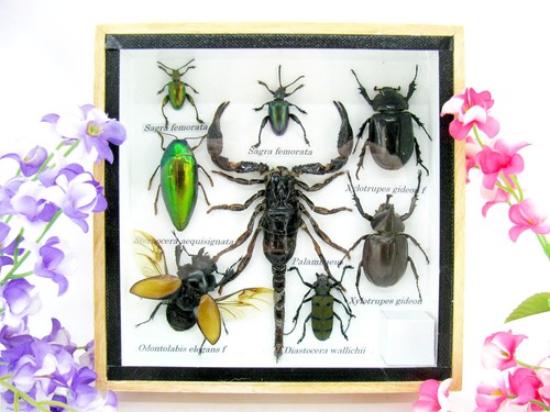 Insectes exotiques réel - insectes,