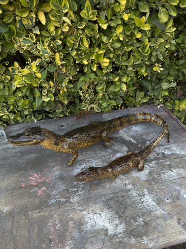 Crocodile alligator - crocodile,