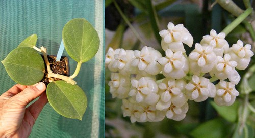 Hoya pachyclada,