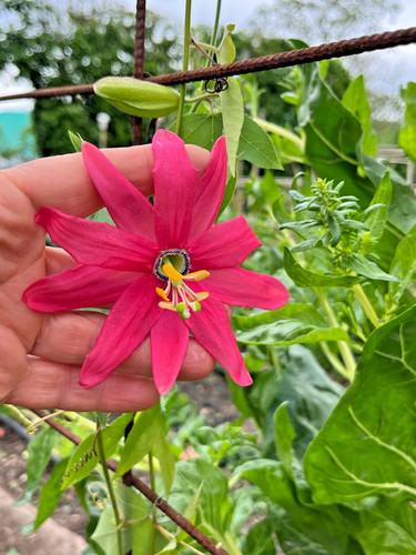 Passiflora coral glow - passiflora,