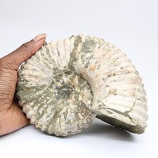 Ammonite Douvilleiceras inaequinodum 2000gr 170mm Madagascar