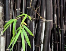 100 BLACK Bamboo Seeds -
