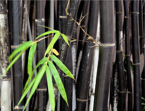 100 black bamboo seeds - bamboo,