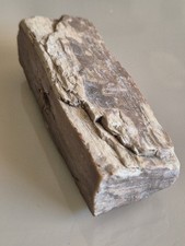 Morceau De Bois Fossilisé