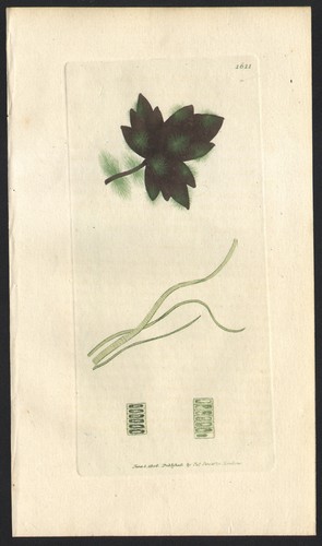 1806 gravure aquarellée - 1806,
