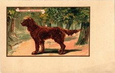 CPA AK Setter Gordon DOGS