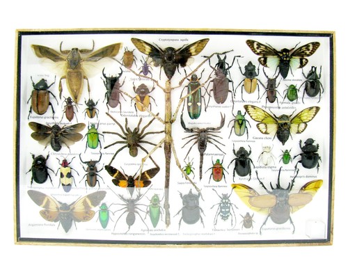 Insectes exotiques réel - 3d,