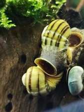 Escargots Asolene Spixii -