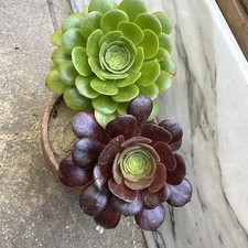 AEONIUM  Pseudotabuliforme Et  Velour . Succulents . Deux Plantes Avec Racines