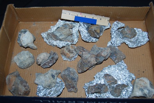 Superb fossil mosasaur bones - superb,