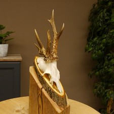 Bouleau Anormal Du Cerf Avec