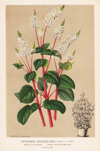 Peperomia resedaeflora - resedaeflora,