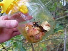 Lots de 5 pièges à frelons asiatiques sélectifs - OkyBee