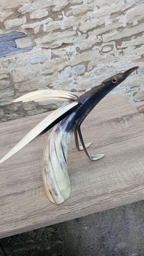 Grand oiseau corne de - grand, en